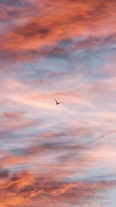 Preview wallpaper bird, sky, clouds, flight