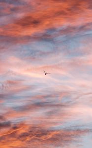 Preview wallpaper bird, sky, clouds, flight