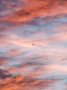 Preview wallpaper bird, sky, clouds, flight