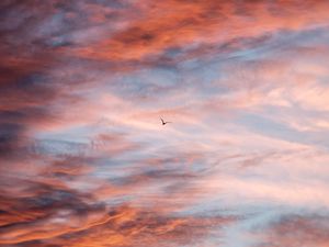 Preview wallpaper bird, sky, clouds, flight