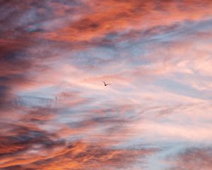 Preview wallpaper bird, sky, clouds, flight