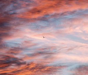 Preview wallpaper bird, sky, clouds, flight