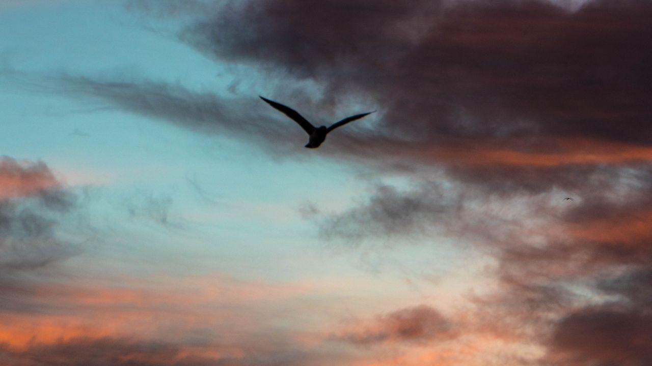 Wallpaper bird, sky, clouds, flight, evening