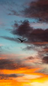 Preview wallpaper bird, sky, clouds, flight, evening