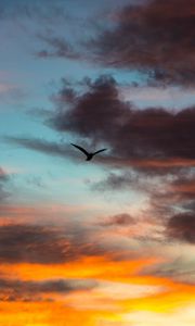 Preview wallpaper bird, sky, clouds, flight, evening