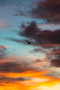 Preview wallpaper bird, sky, clouds, flight, evening