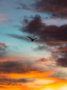 Preview wallpaper bird, sky, clouds, flight, evening
