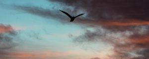 Preview wallpaper bird, sky, clouds, flight, evening