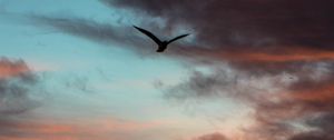 Preview wallpaper bird, sky, clouds, flight, evening