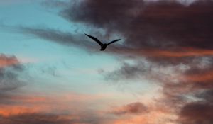 Preview wallpaper bird, sky, clouds, flight, evening