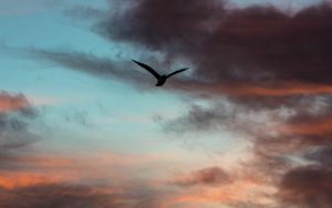 Preview wallpaper bird, sky, clouds, flight, evening