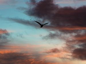 Preview wallpaper bird, sky, clouds, flight, evening