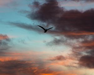 Preview wallpaper bird, sky, clouds, flight, evening