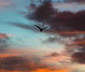 Preview wallpaper bird, sky, clouds, flight, evening