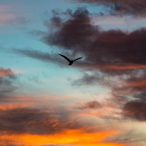 Preview wallpaper bird, sky, clouds, flight, evening