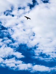 Preview wallpaper bird, sky, clouds