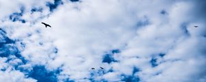 Preview wallpaper bird, sky, clouds