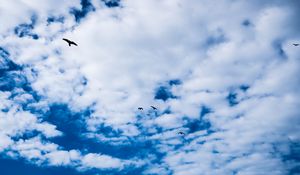 Preview wallpaper bird, sky, clouds