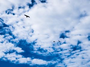 Preview wallpaper bird, sky, clouds