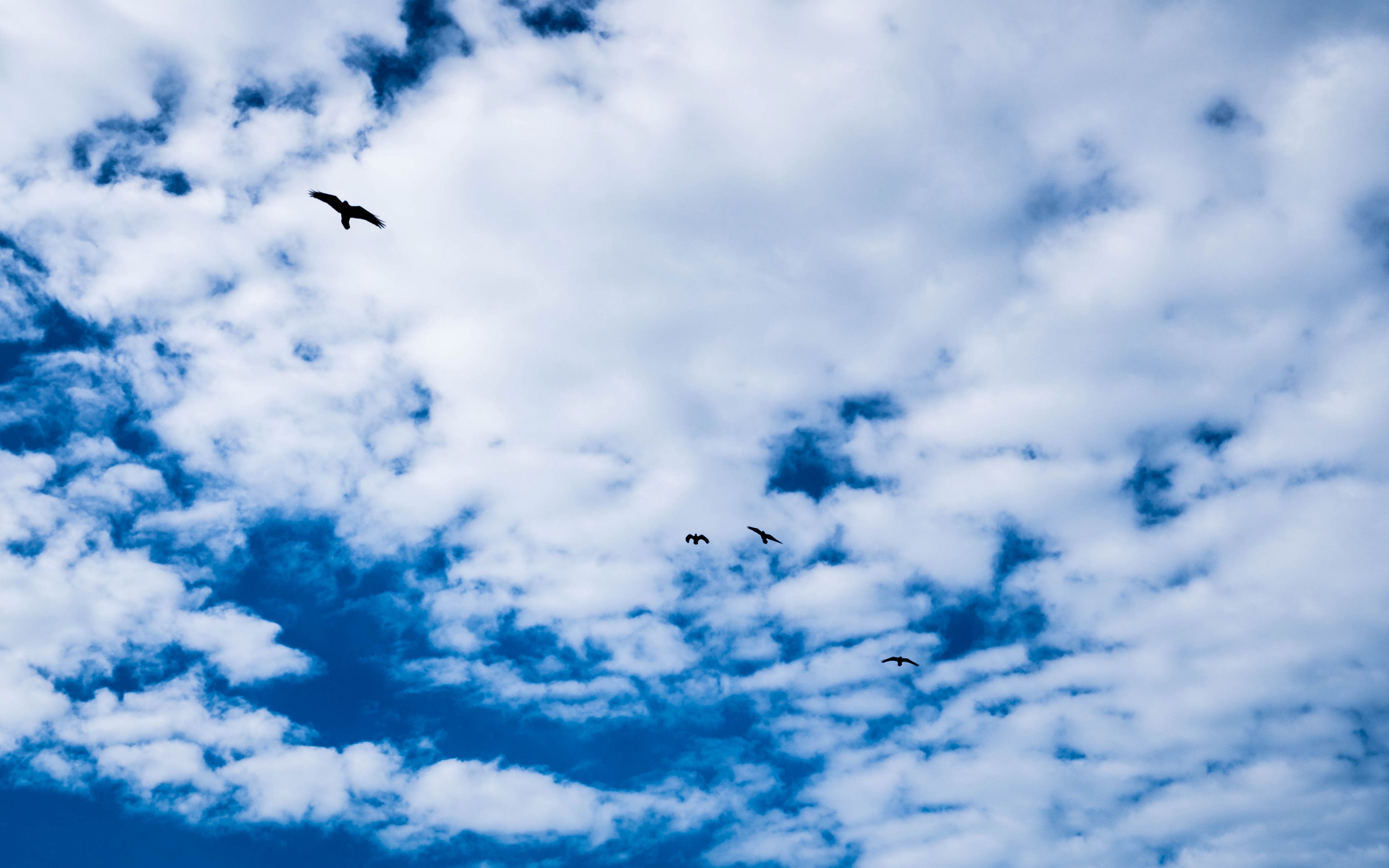 Download wallpaper 3840x2400 bird, sky, clouds 4k ultra hd 16:10 hd ...