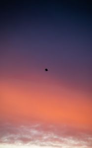 Preview wallpaper bird, sky, dusk, minimalism