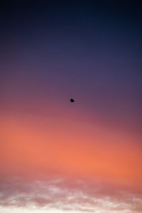 Preview wallpaper bird, sky, dusk, minimalism