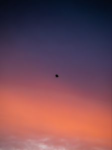 Preview wallpaper bird, sky, dusk, minimalism