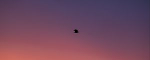 Preview wallpaper bird, sky, dusk, minimalism