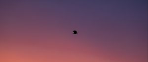 Preview wallpaper bird, sky, dusk, minimalism