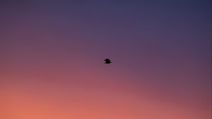 Preview wallpaper bird, sky, dusk, minimalism