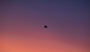 Preview wallpaper bird, sky, dusk, minimalism