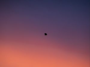 Preview wallpaper bird, sky, dusk, minimalism
