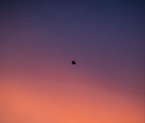 Preview wallpaper bird, sky, dusk, minimalism