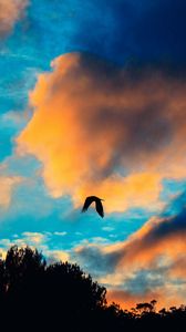 Preview wallpaper bird, sky, flight, clouds