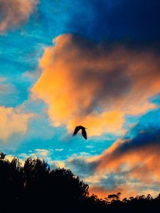 Preview wallpaper bird, sky, flight, clouds