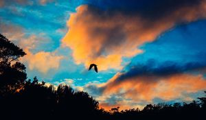 Preview wallpaper bird, sky, flight, clouds