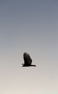 Preview wallpaper bird, sky, flight, wings, soars, predator, wildlife, gradient