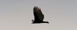 Preview wallpaper bird, sky, flight, wings, soars, predator, wildlife, gradient