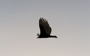 Preview wallpaper bird, sky, flight, wings, soars, predator, wildlife, gradient