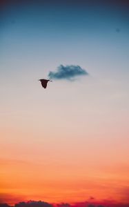 Preview wallpaper bird, sky, flight, twilight, sunset