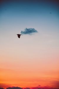 Preview wallpaper bird, sky, flight, twilight, sunset