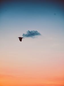 Preview wallpaper bird, sky, flight, twilight, sunset