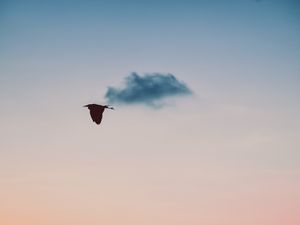 Preview wallpaper bird, sky, flight, twilight, sunset