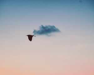 Preview wallpaper bird, sky, flight, twilight, sunset