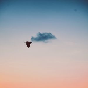 Preview wallpaper bird, sky, flight, twilight, sunset