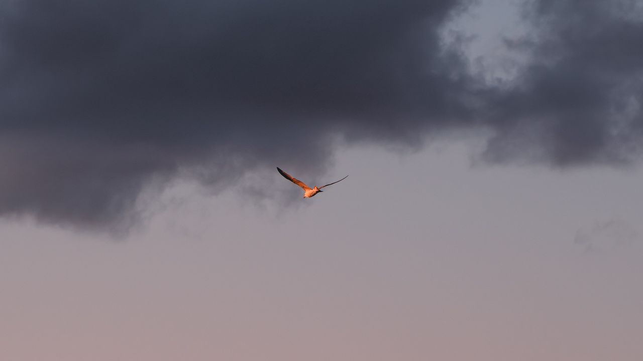 Wallpaper bird, sky, flight, clouds, wings
