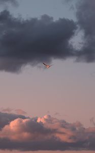 Preview wallpaper bird, sky, flight, clouds, wings