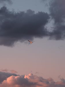Preview wallpaper bird, sky, flight, clouds, wings