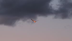Preview wallpaper bird, sky, flight, clouds, wings