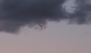 Preview wallpaper bird, sky, flight, clouds, wings